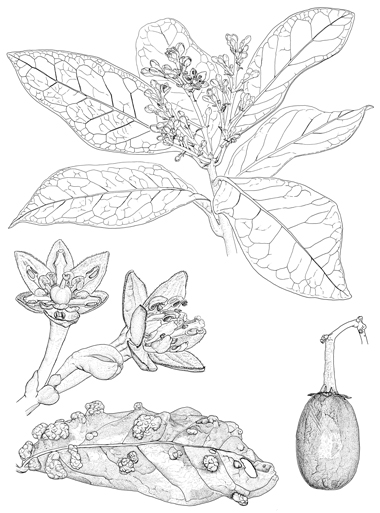 Apollonias barbujana